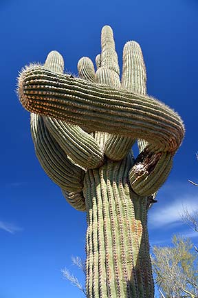 Saguaro, McDowell Mountain Regional Park, March 20, 2015